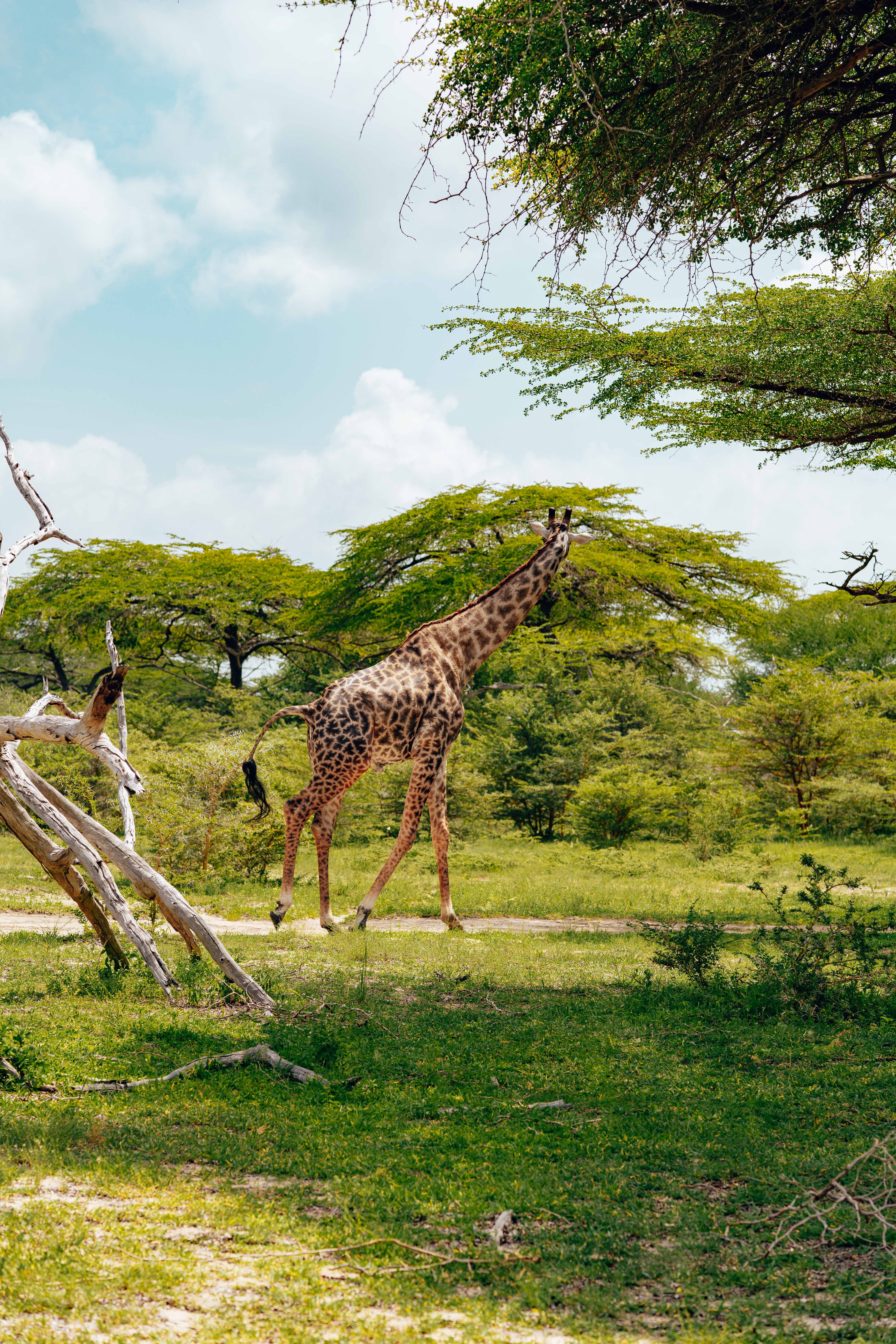 Large elephant herd with baobab trees in Tarangire National Park